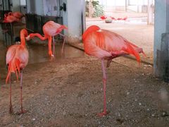 -石家庄市动物园