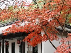 -上海佘山国家森林公园天马山园