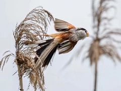 -池杉湖湿地公园