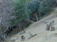-岚山猴子公园