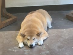-啡语