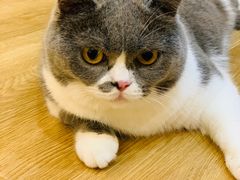 -滚猫咖啡·猫咖·猫友好撸猫(未来城店)
