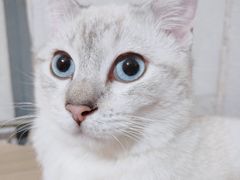 -1013 PET SHOP 宠物商店(近铁城市广场店)