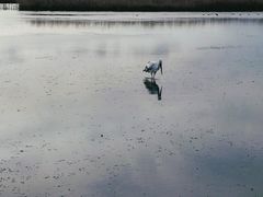 -盐城丹顶鹤湿地生态旅游区