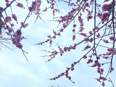 -书亦烧仙草(印象汇都市店)