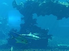 -海棠湾洲际-涛·海底餐厅·美人鱼·自助餐·海底隧道