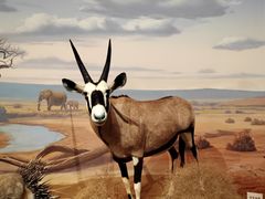 -陕西自然博物馆