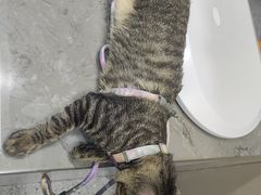 -四月宠物医院·猫专科·心脏专科·内科(转塘店)