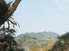 -深圳仙湖植物园