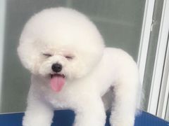 -福懋动物医院·犬猫全科·外科·重症科(杏林分院)