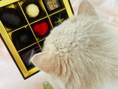 -歌斐颂巧克力小镇