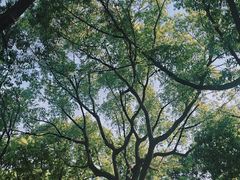 -金鸡湖景区