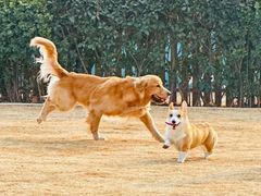 -趣玩宠物乐园寄养训犬训狗游泳池