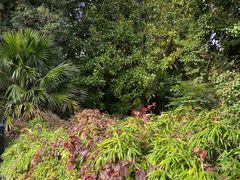 -墨尔本皇家植物园