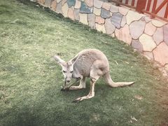 -灵玲国际马戏城