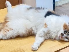 -是阿柴呀！柴犬咖啡·爱喵喵猫咖