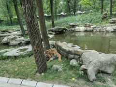 -北京野生动物园