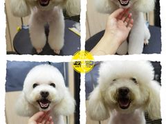 -小尾巴宠物店(万科·金域华庭店)