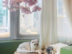 -猫猫幼稚园·撸猫·桌游·电玩