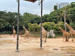 -深圳野生动物园