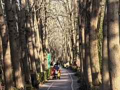 -合肥滨湖国家森林公园