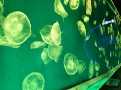 -大连圣亚海洋世界