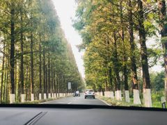 -黄海国家森林公园