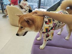 -怪兽屋·羊驼·猫咖·狗咖(俊华广场店)