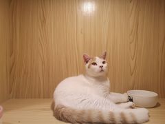 -屋虎猫馆(宝安大仟里店)