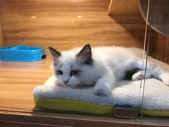 -猫十亿·布偶金渐层·曼基康矮脚猫舍(青年路店)