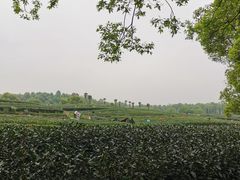 -茅家埠