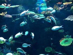 -暹罗海洋世界
