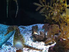 -暹罗海洋世界
