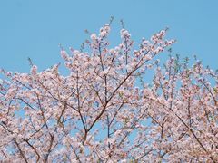 -顾村公园