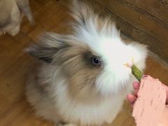-猫猫幼稚园·撸猫·桌游·电玩