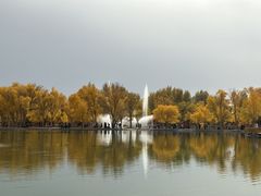 -金塔沙漠胡杨林景区