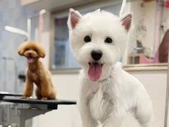 -萌宠之家·腊肠犬·马尔泰·小体犬舍