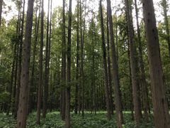 -黄海国家森林公园