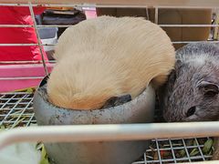 -中环花鸟鱼虫市场