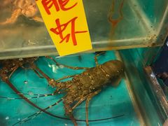 龙虾-鲜入围煮花胶鸡海鲜火锅