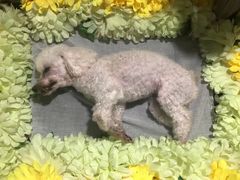 -瑞鹏瑞爱宠物医院·全科·猫科·血液透析中心(龙头寺店)