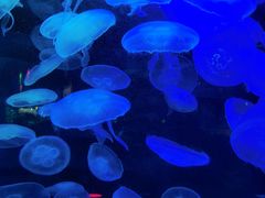 -太平洋海底世界