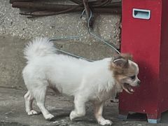 -Again Coffee Roaster(香蜜湖店)