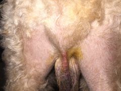 -伟伟宠物医院·CT影像中心·瑞派犬猫综合性门诊(汉口总院)