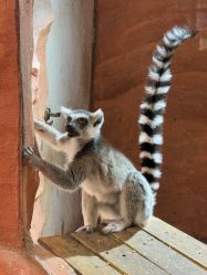 -Zoolung Zoolung动物主题公园(海信广场店)