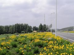 -莲花山花海