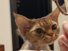 -山宅一喵德文卷毛猫舍