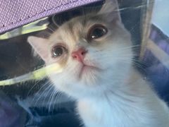 -唐小姐の私宠·宠物洗护美容·撸猫馆·购宠(周浦万达旗舰店)