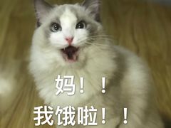 -猫大福·Fortune Cat猫舍(百子湾店)