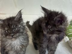 -青奢宠物·青奢猫舍